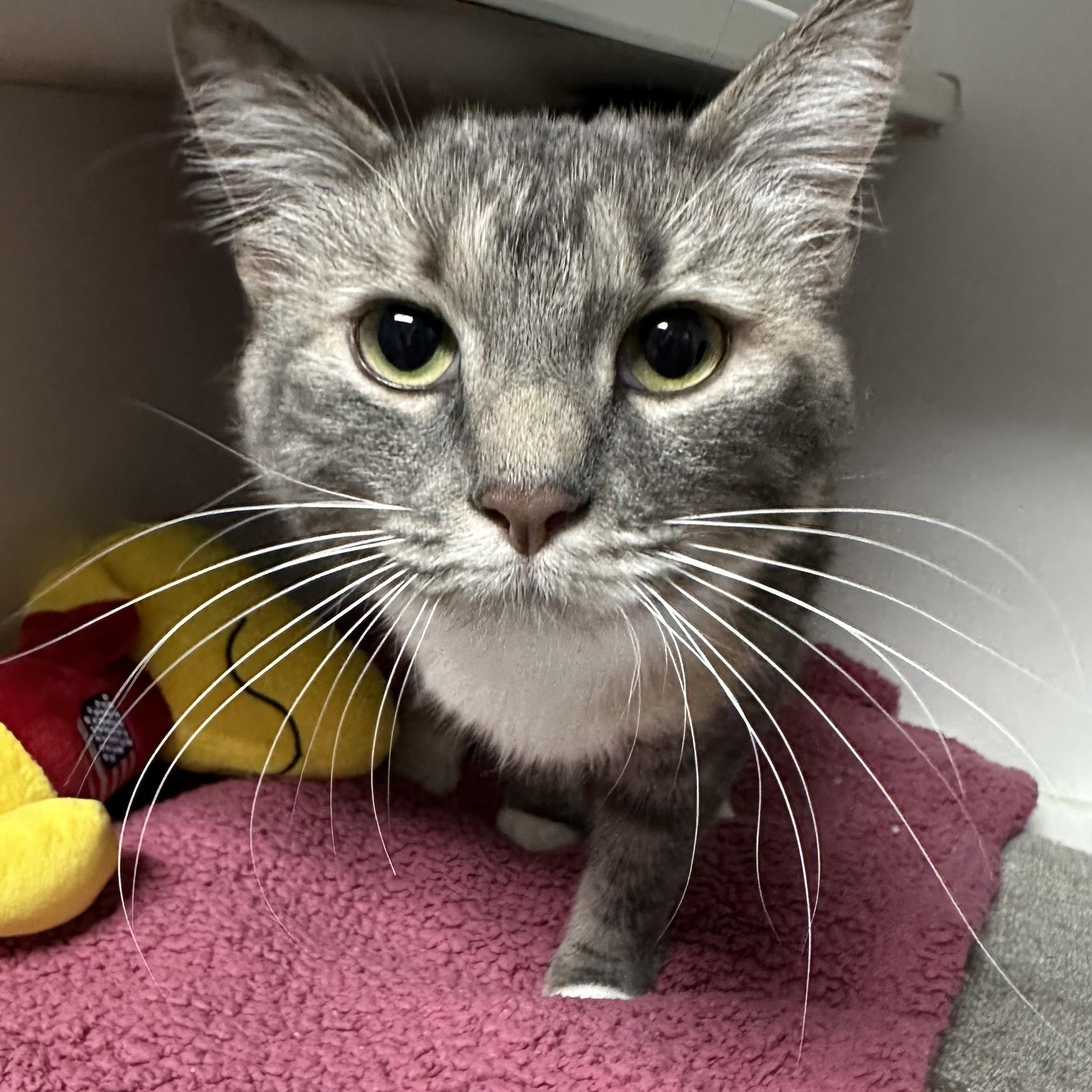 Cali Lived with a Dog & Cat, a ADOPTABLE Dilute Tortoiseshell in Clifton, NJ image 6/6