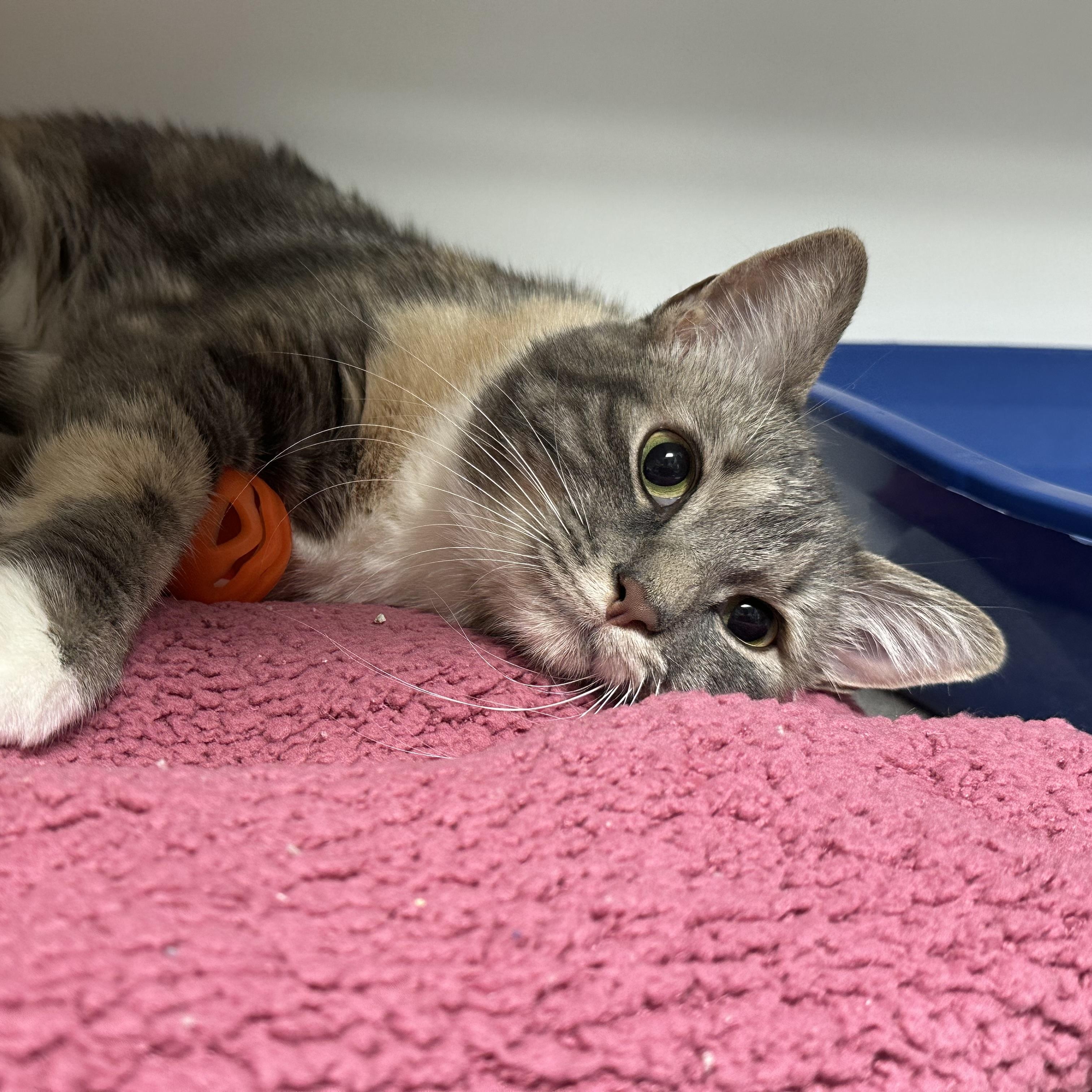 Cali Lived with a Dog & Cat, a ADOPTABLE Dilute Tortoiseshell in Clifton, NJ image 5/6