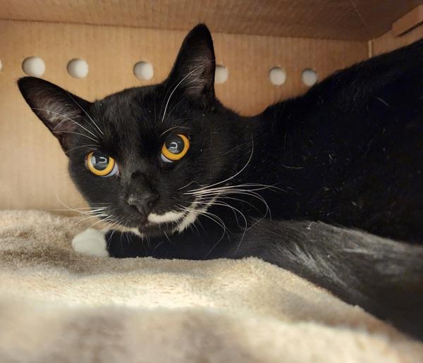 Dr. Pepper, Adoptable, Adult Male Domestic Short Hair.
