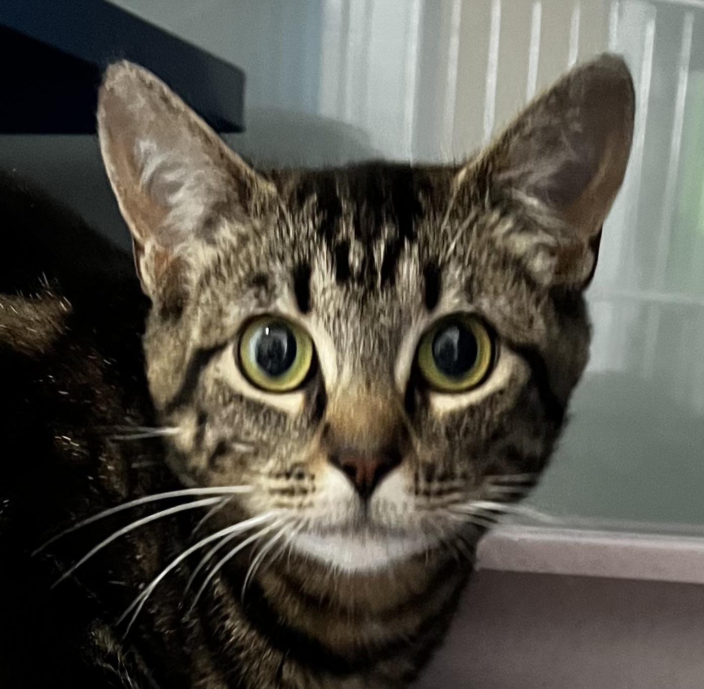 Tiny, Adoptable, Young Female Domestic Short Hair.