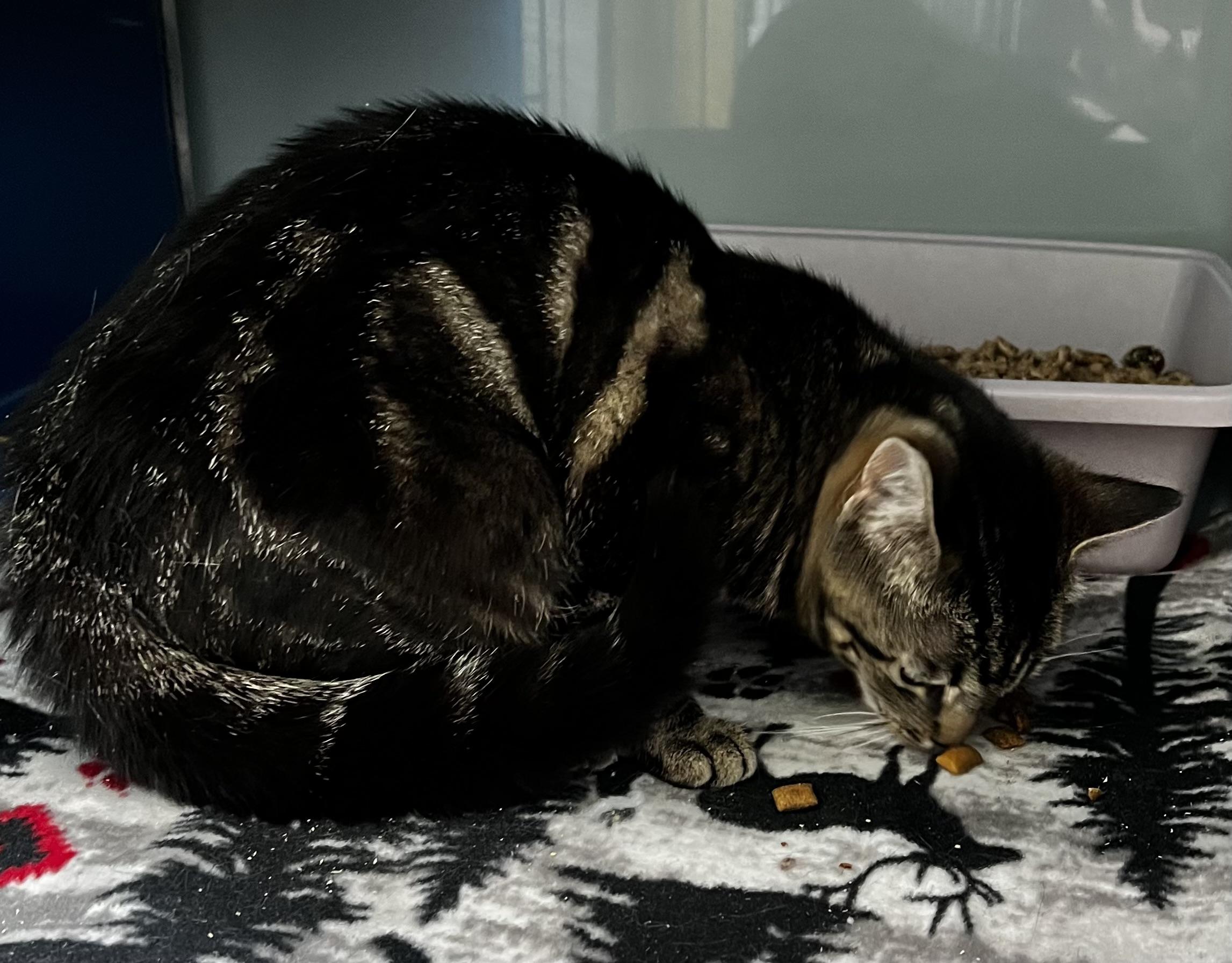 Tiny, a Adoptable Domestic Short Hair in Sault Sainte Marie, MI image 2/4