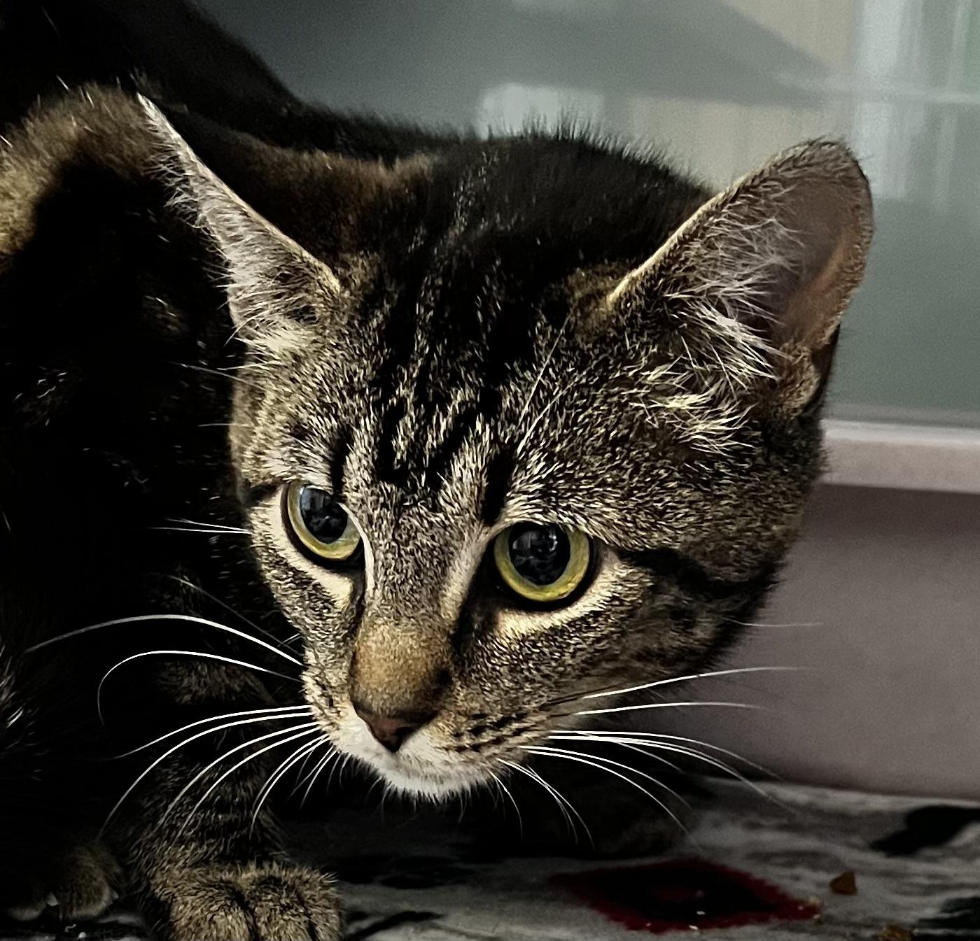 Tiny, a Adoptable Domestic Short Hair in Sault Sainte Marie, MI image 3/4