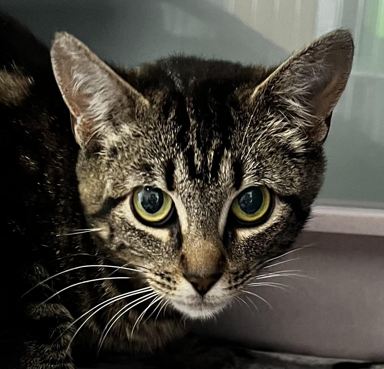 Tiny, a Adoptable Domestic Short Hair in Sault Sainte Marie, MI image 4/4