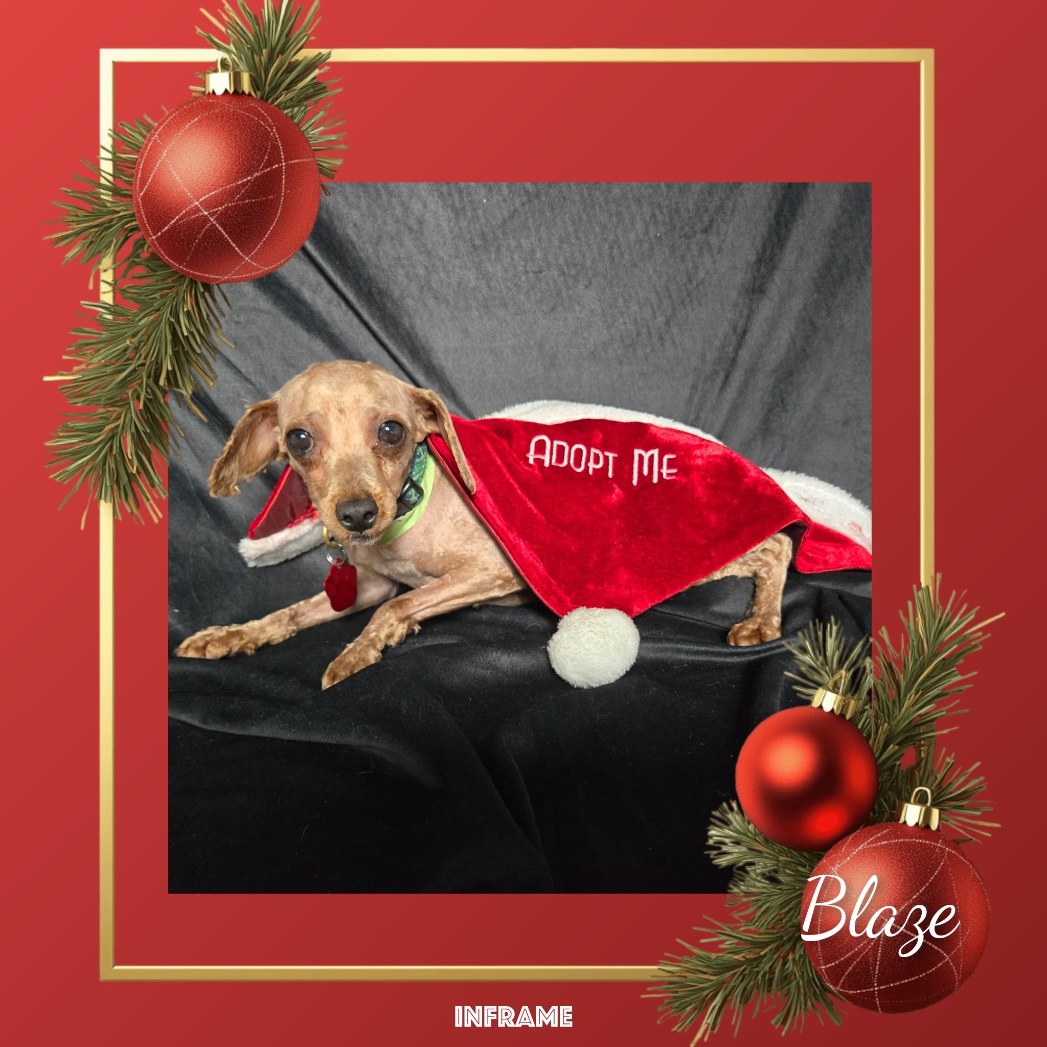 Enlarge Blaze, a ADOPTABLE Miniature Poodle in Fredericksburg, VA image 2/6