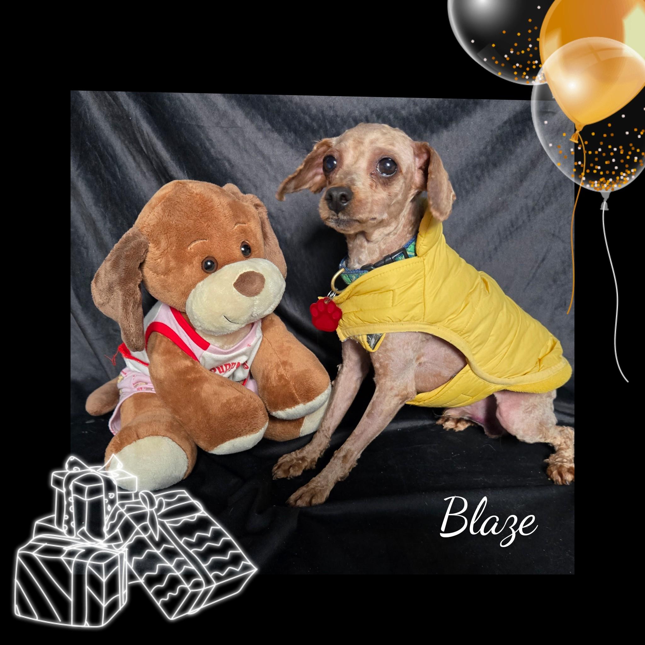Enlarge Blaze, a ADOPTABLE Miniature Poodle in Fredericksburg, VA image 1/6