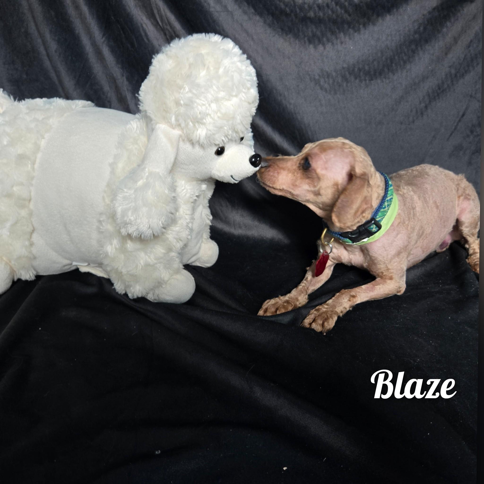 Enlarge Blaze, a ADOPTABLE Miniature Poodle in Fredericksburg, VA image 5/6