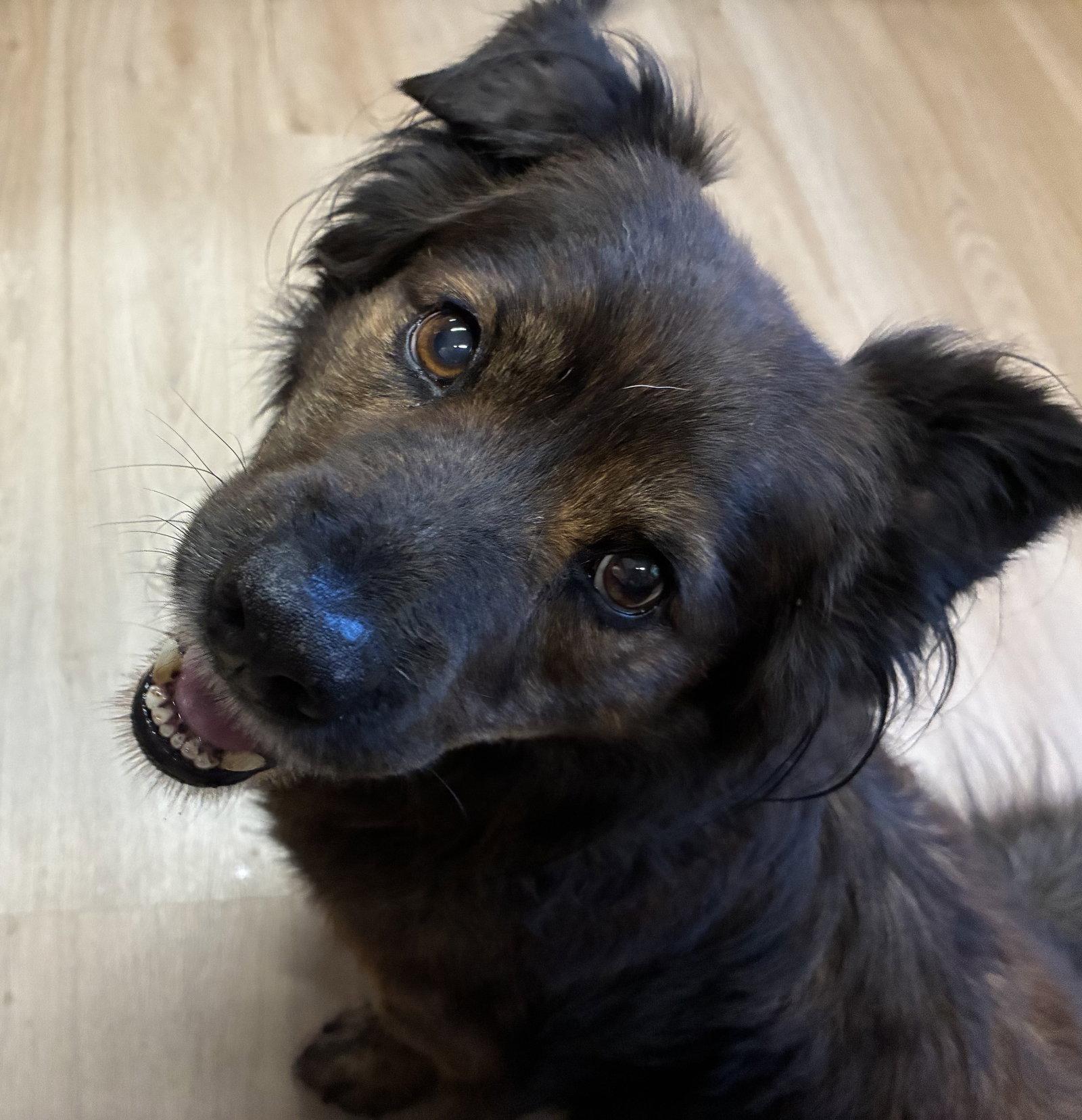 Enlarge Roscoe, a Adoptable Shepherd in Raleigh, NC image 1/3