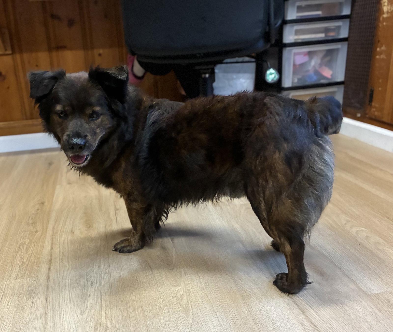 Enlarge Roscoe, a Adoptable Shepherd in Raleigh, NC image 2/3