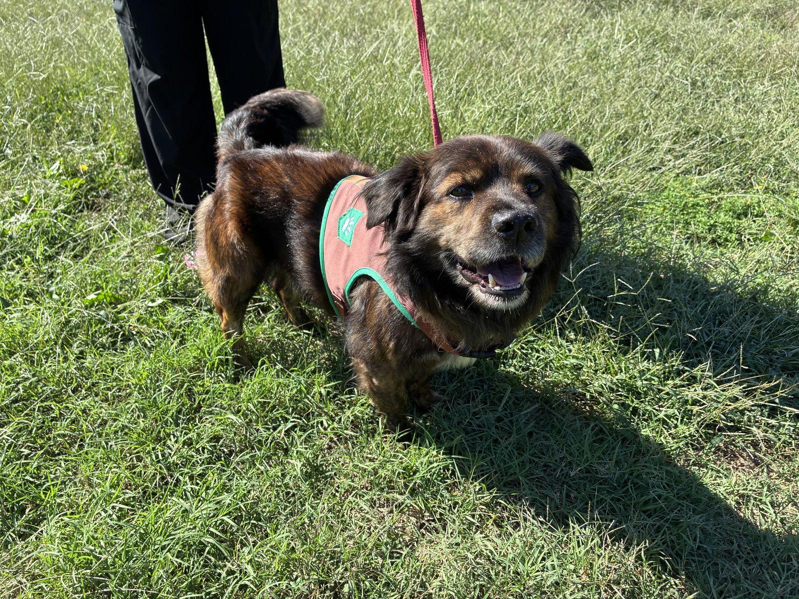 Enlarge Roscoe, a Adoptable Shepherd in Raleigh, NC image 3/3