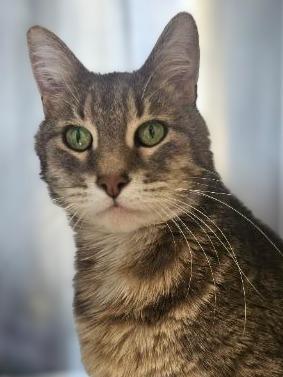 Iggy, Adoptable, Senior Male Domestic Short Hair.