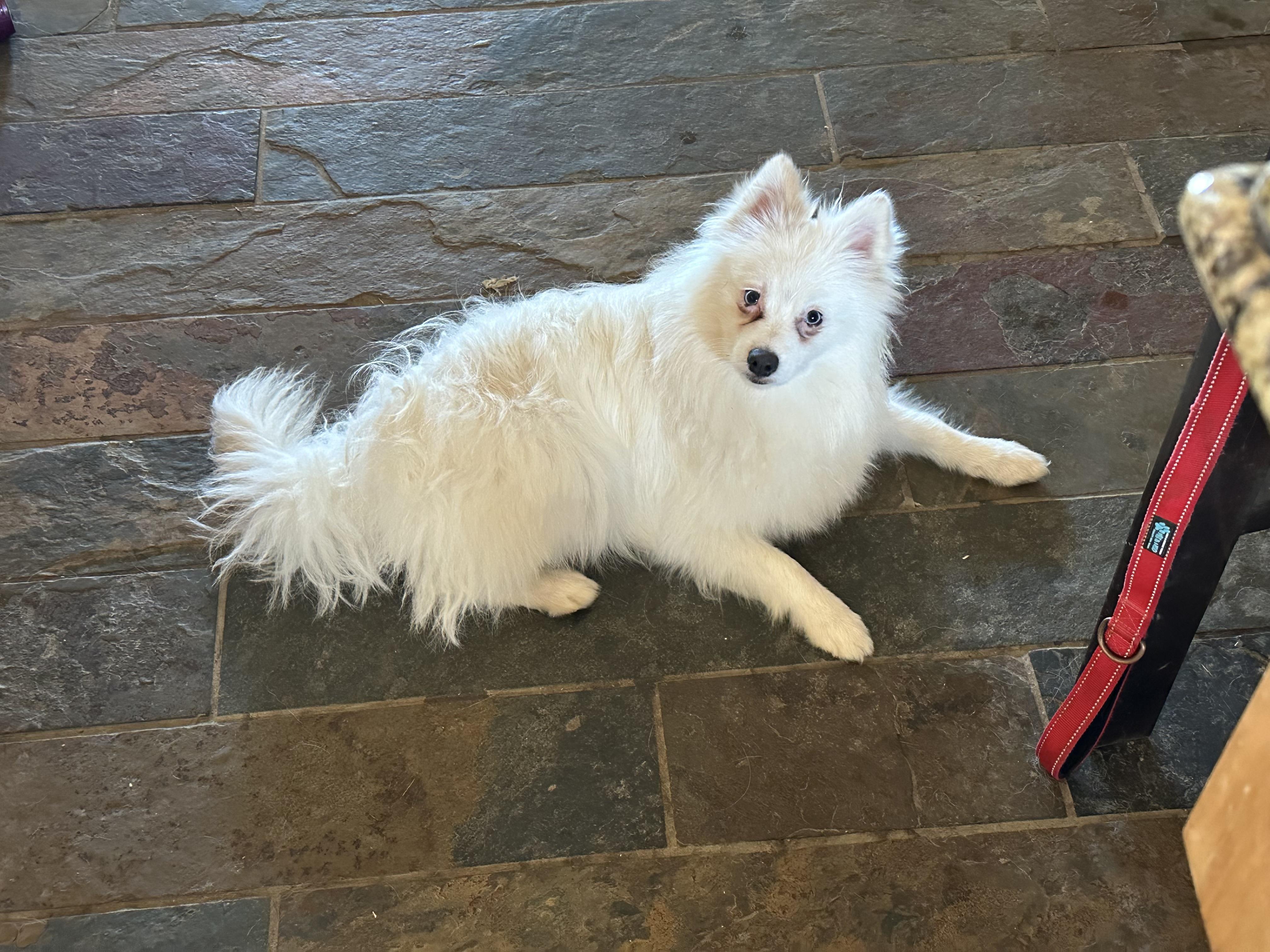 Nimbus, a Adopted American Eskimo Dog in Hollister, CA image 2/5