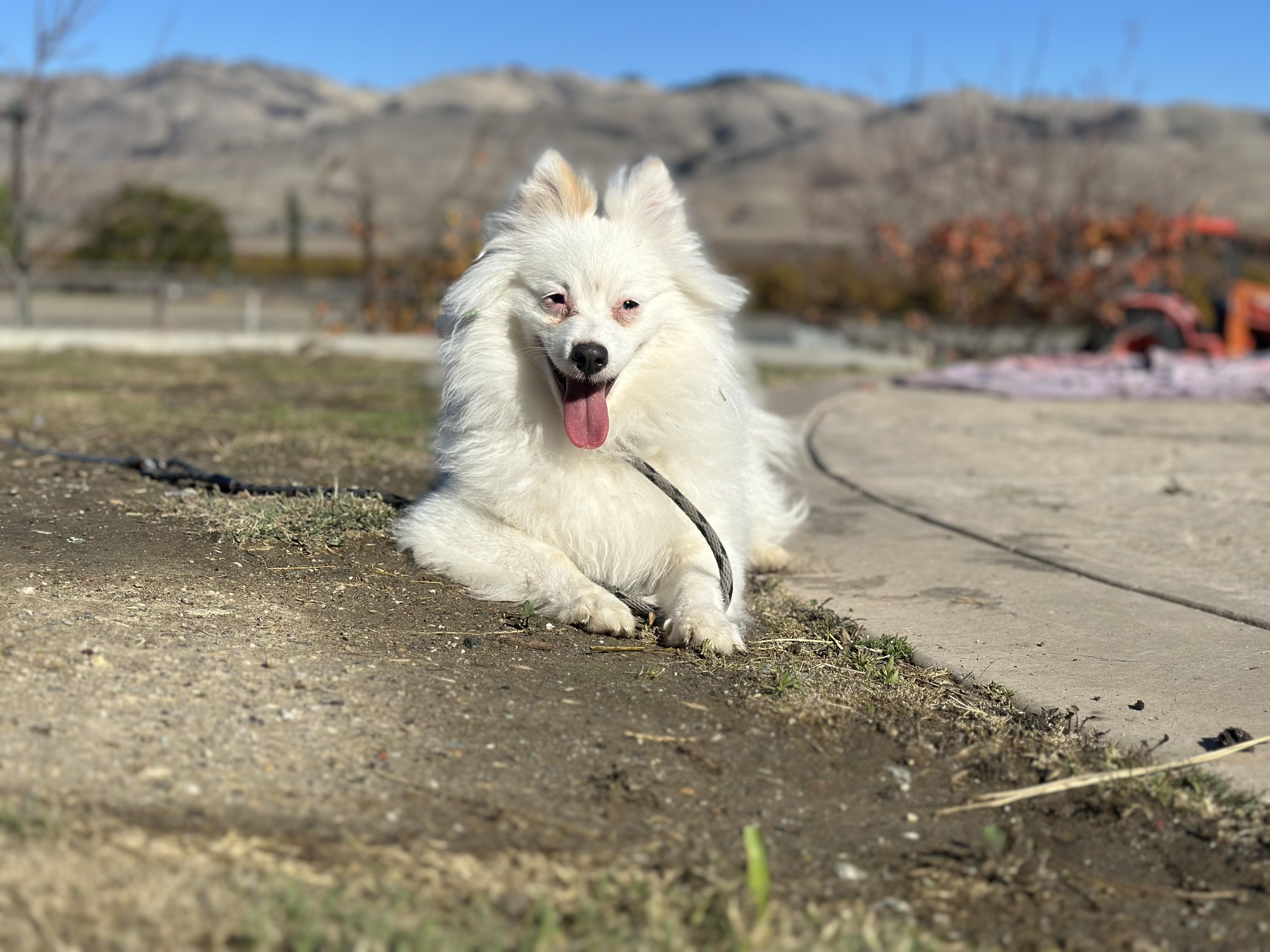 Nimbus, Adopted, Young Male American Eskimo Dog.