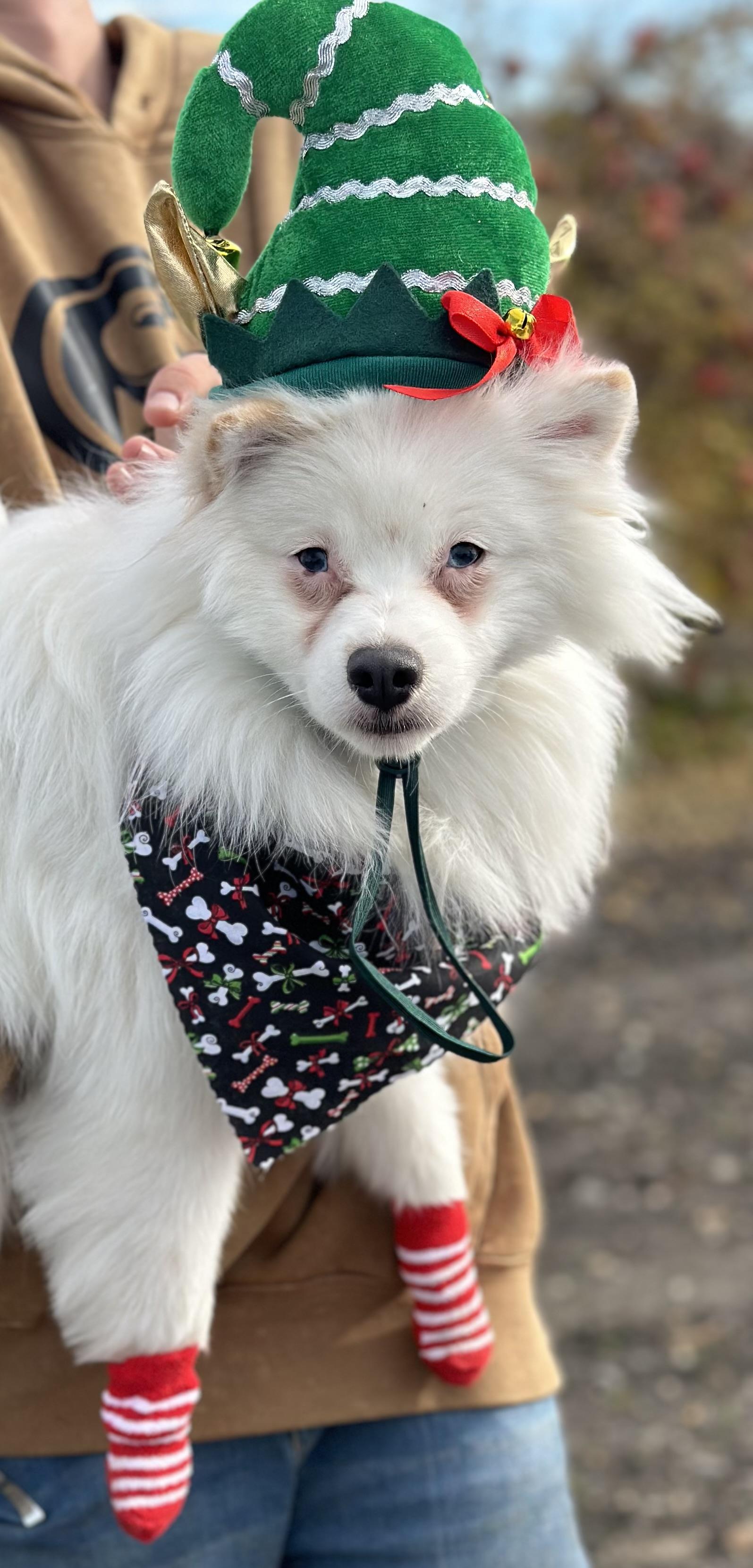 Nimbus, a Adopted American Eskimo Dog in Hollister, CA image 4/5