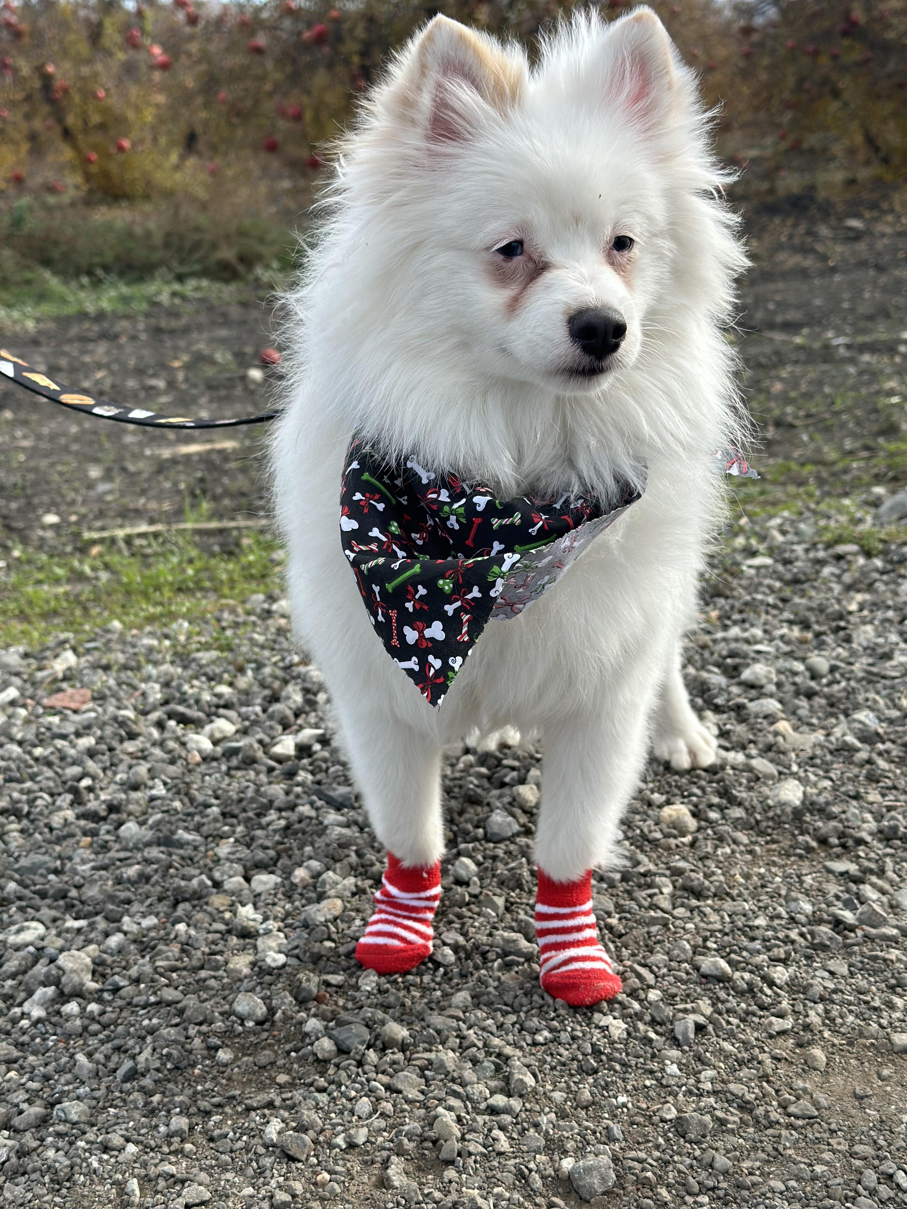 Nimbus, a Adopted American Eskimo Dog in Hollister, CA image 5/5