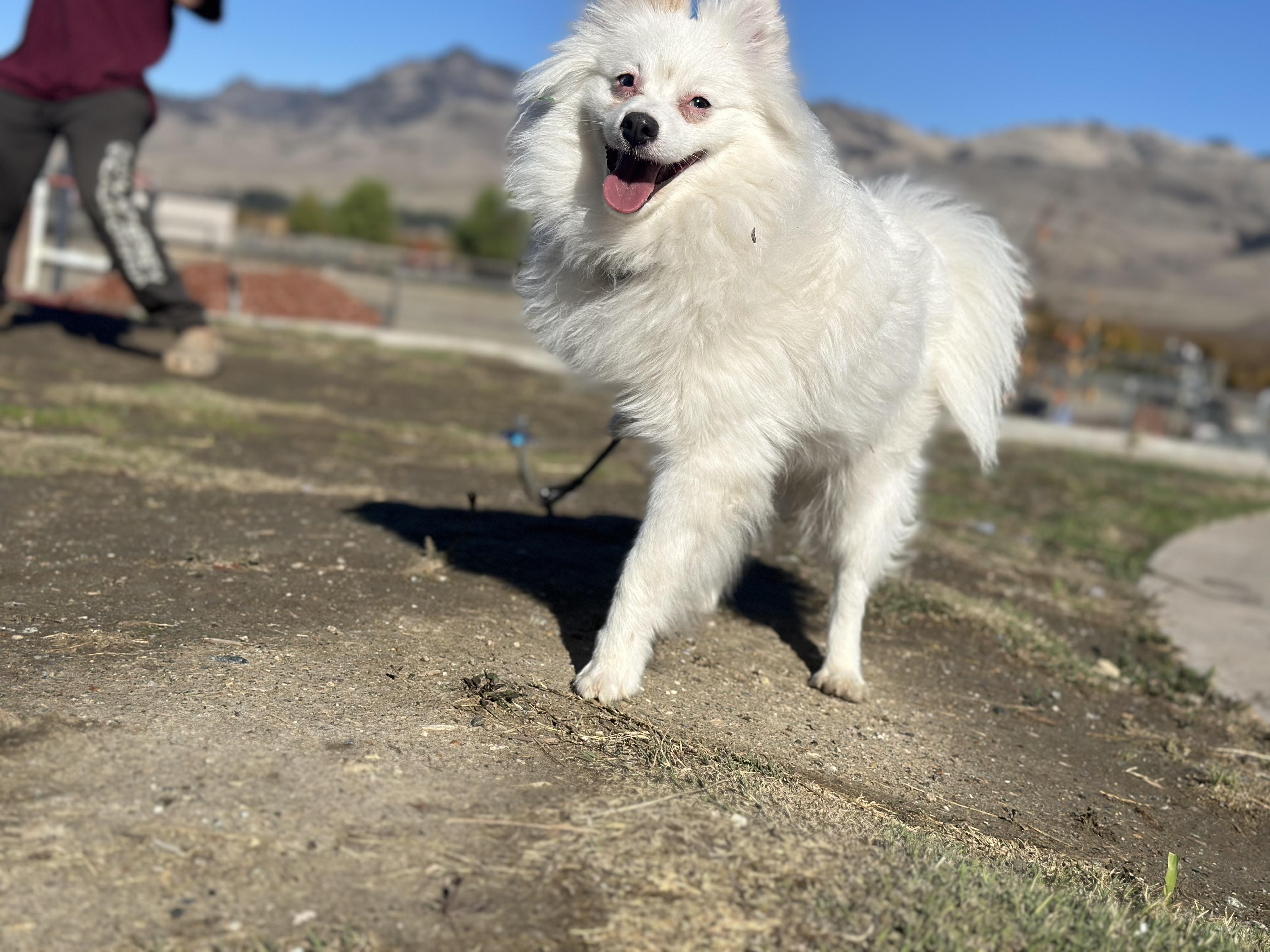 Nimbus, a Adopted American Eskimo Dog in Hollister, CA image 3/5