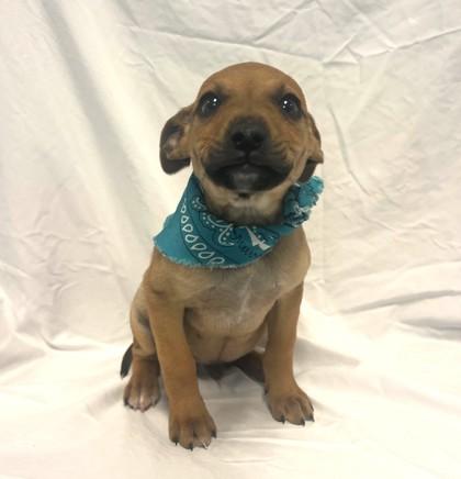 Enlarge Snapple, a Adoptable mixed breed in Columbus, OH image 1/1