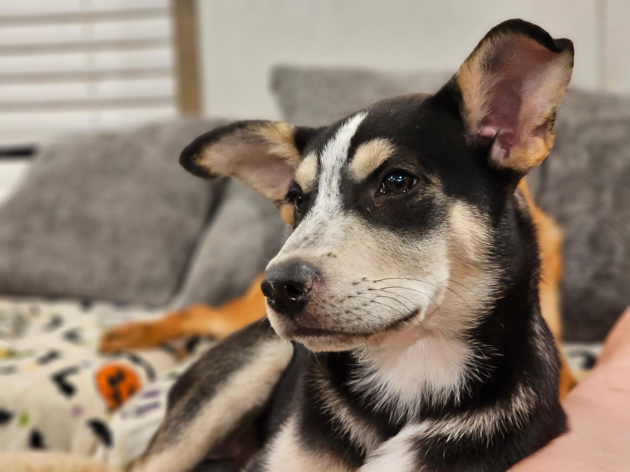 Enlarge Yarrow, a Adoptable mixed breed in Newfoundland, NJ image 1/1