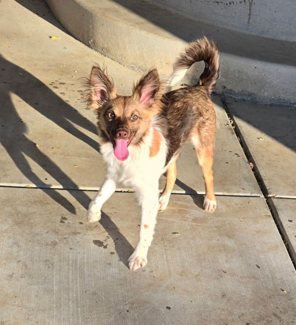 Maxine, Adopted, Young Female Papillon & Italian Greyhound.