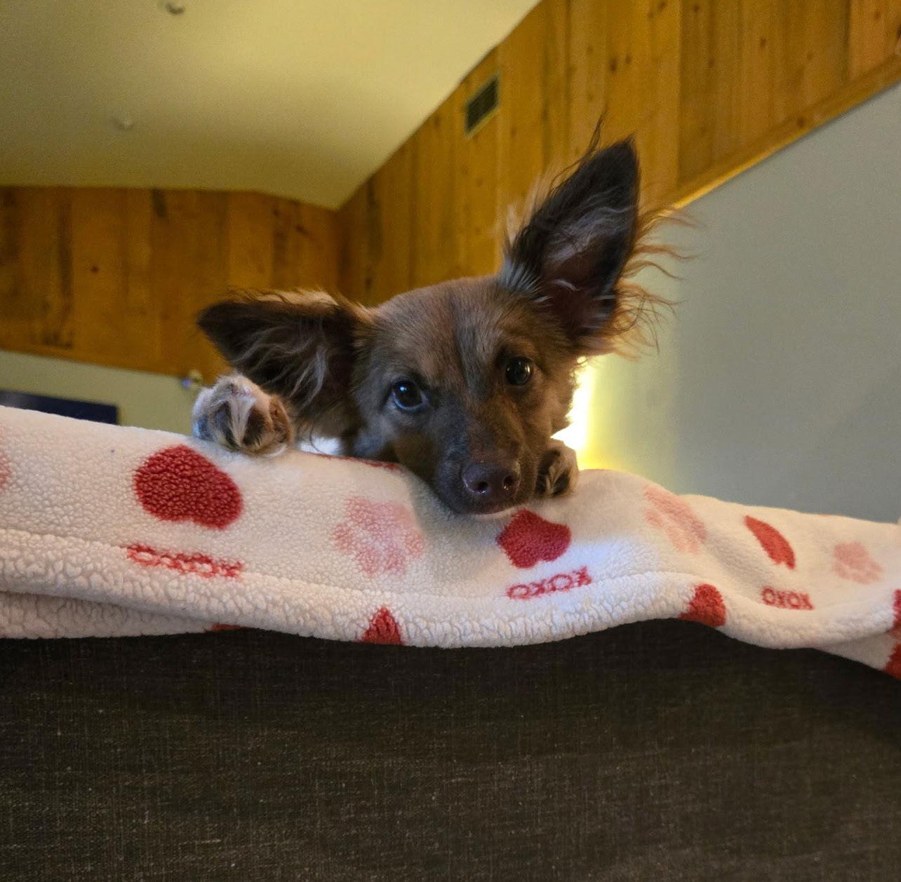 Enlarge Maxine, a Adopted mixed breed in Davis, CA image 3/3