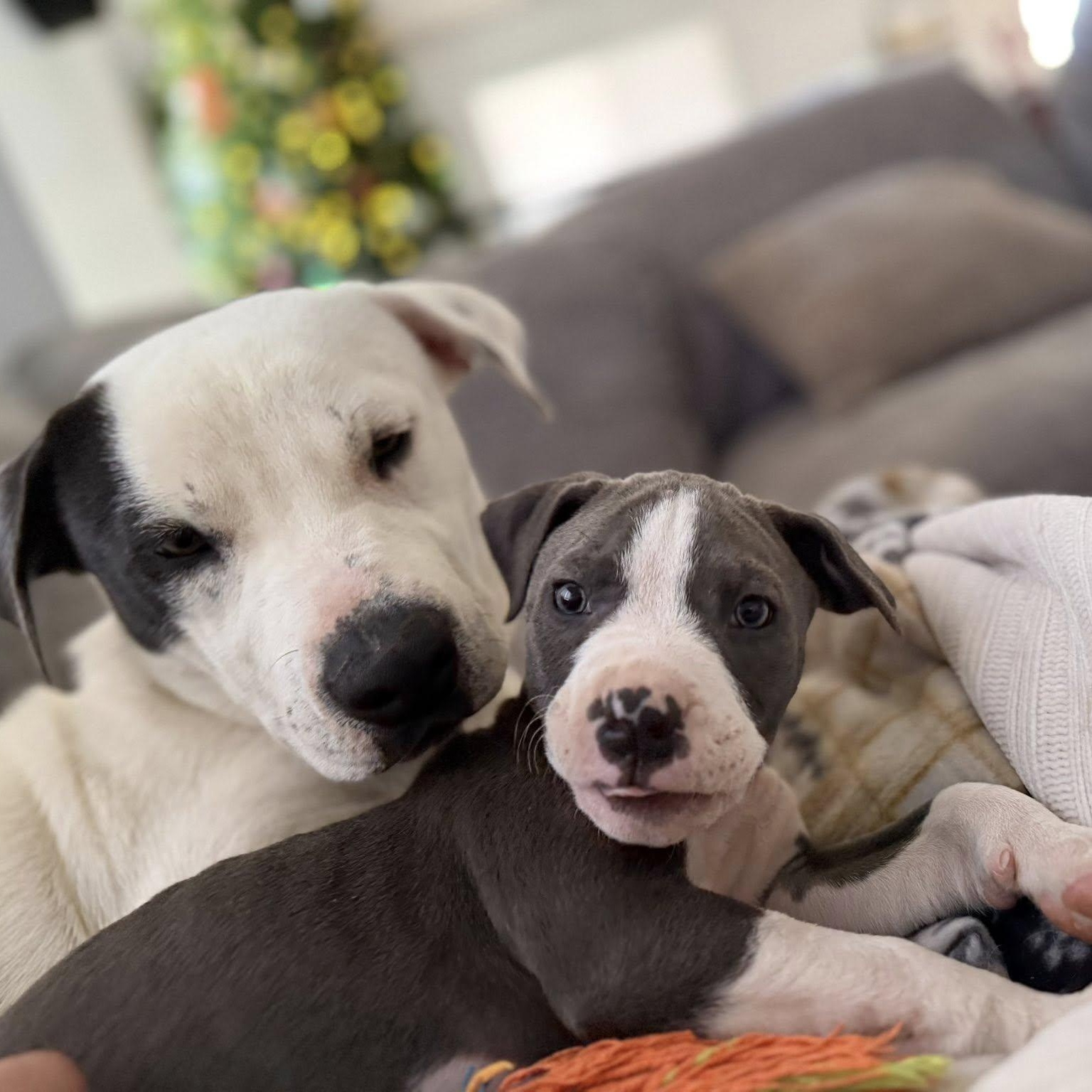 Enlarge Scotty, a ADOPTABLE Pit Bull Terrier in Albuquerque, NM image 5/6