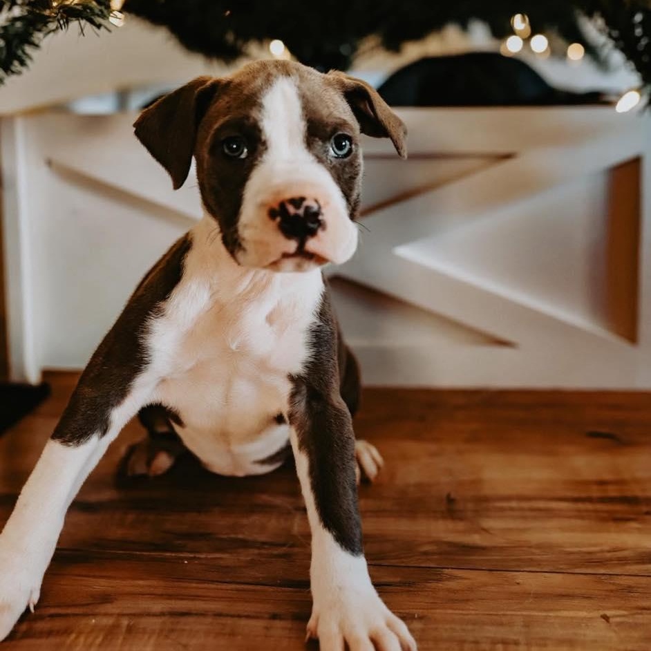 Enlarge Scotty, a ADOPTABLE Pit Bull Terrier in Albuquerque, NM image 6/6
