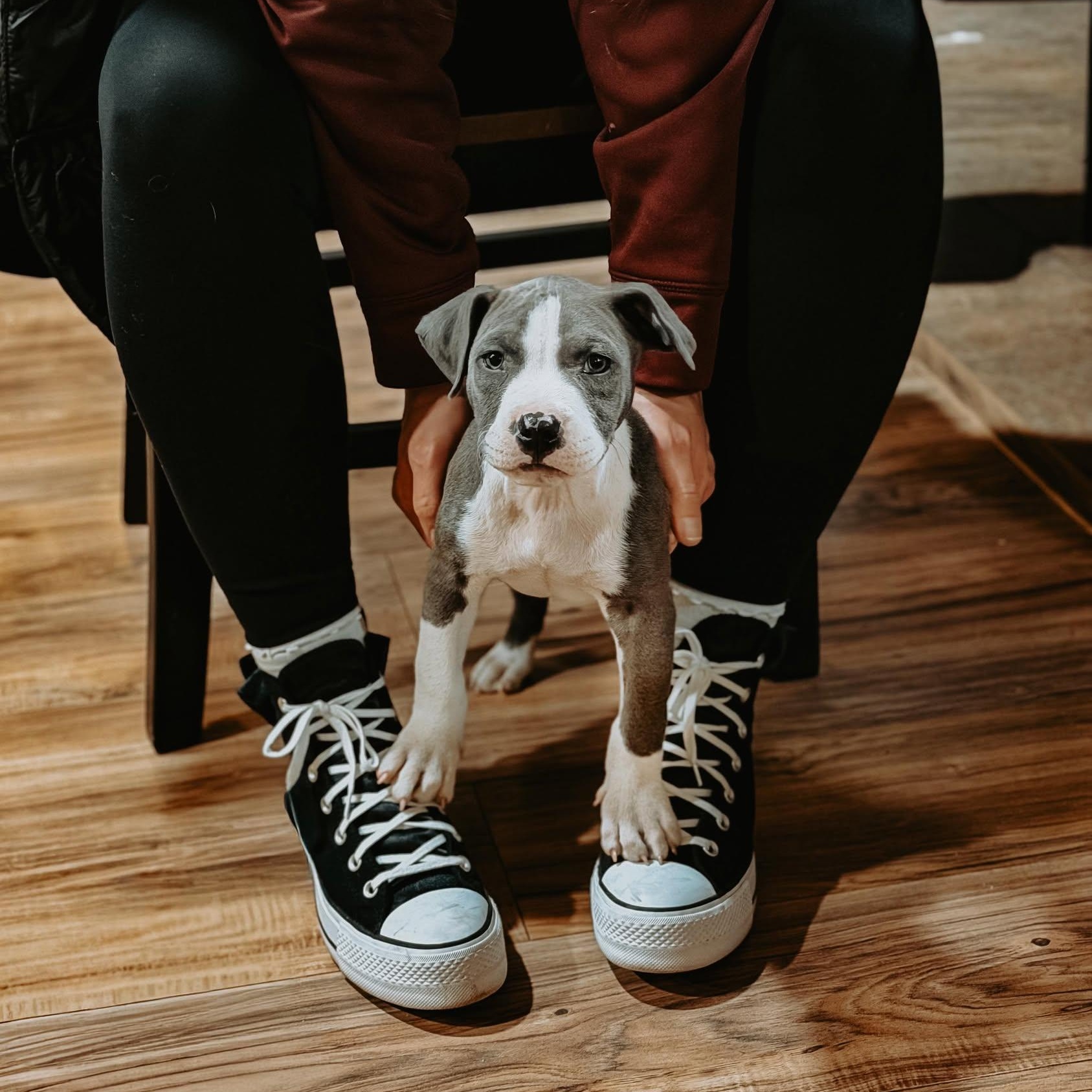 Enlarge Scotty, a ADOPTABLE Pit Bull Terrier in Albuquerque, NM image 3/6