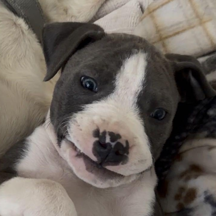 Enlarge Scotty, a ADOPTABLE Pit Bull Terrier in Albuquerque, NM image 2/6