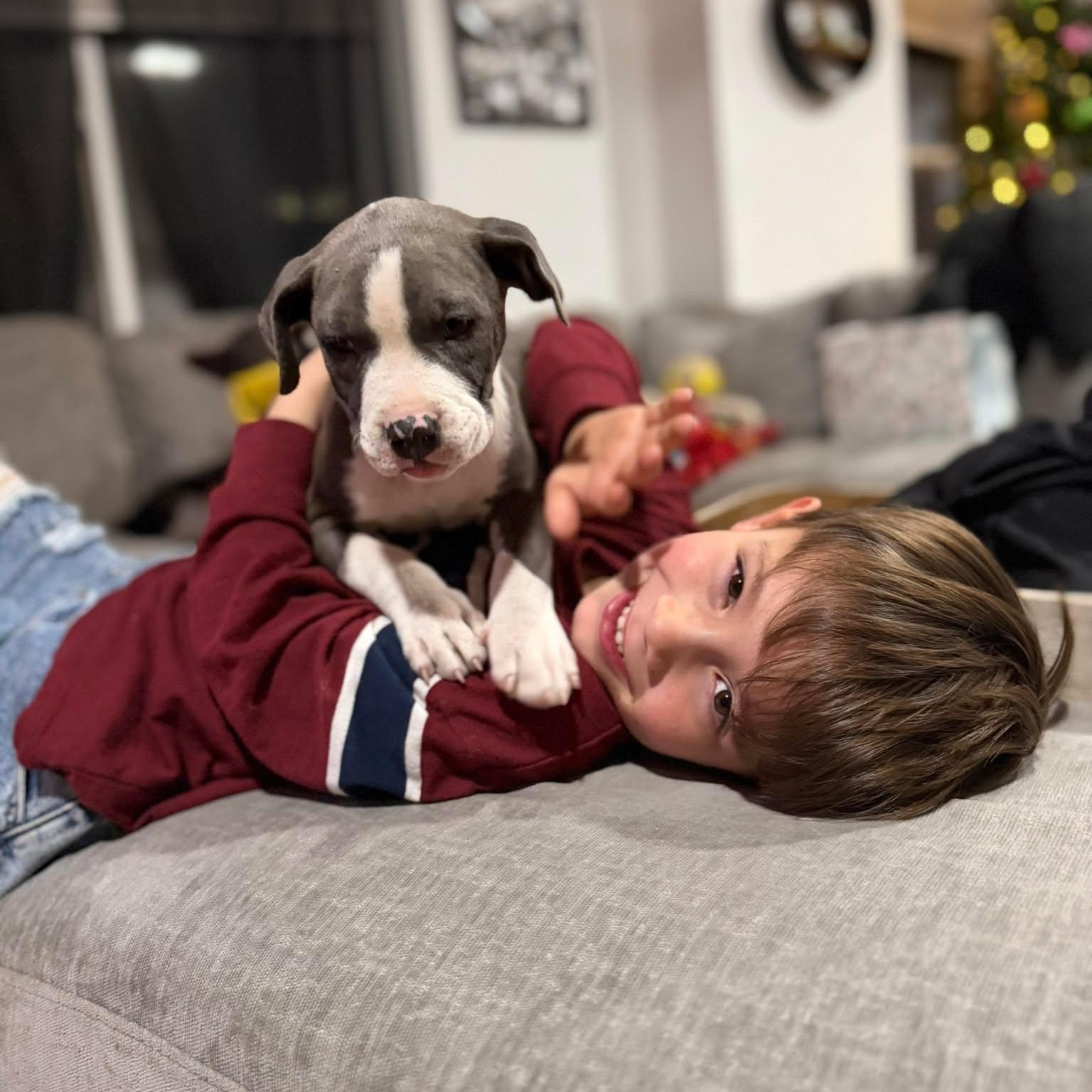 Enlarge Scotty, a ADOPTABLE Pit Bull Terrier in Albuquerque, NM image 4/6