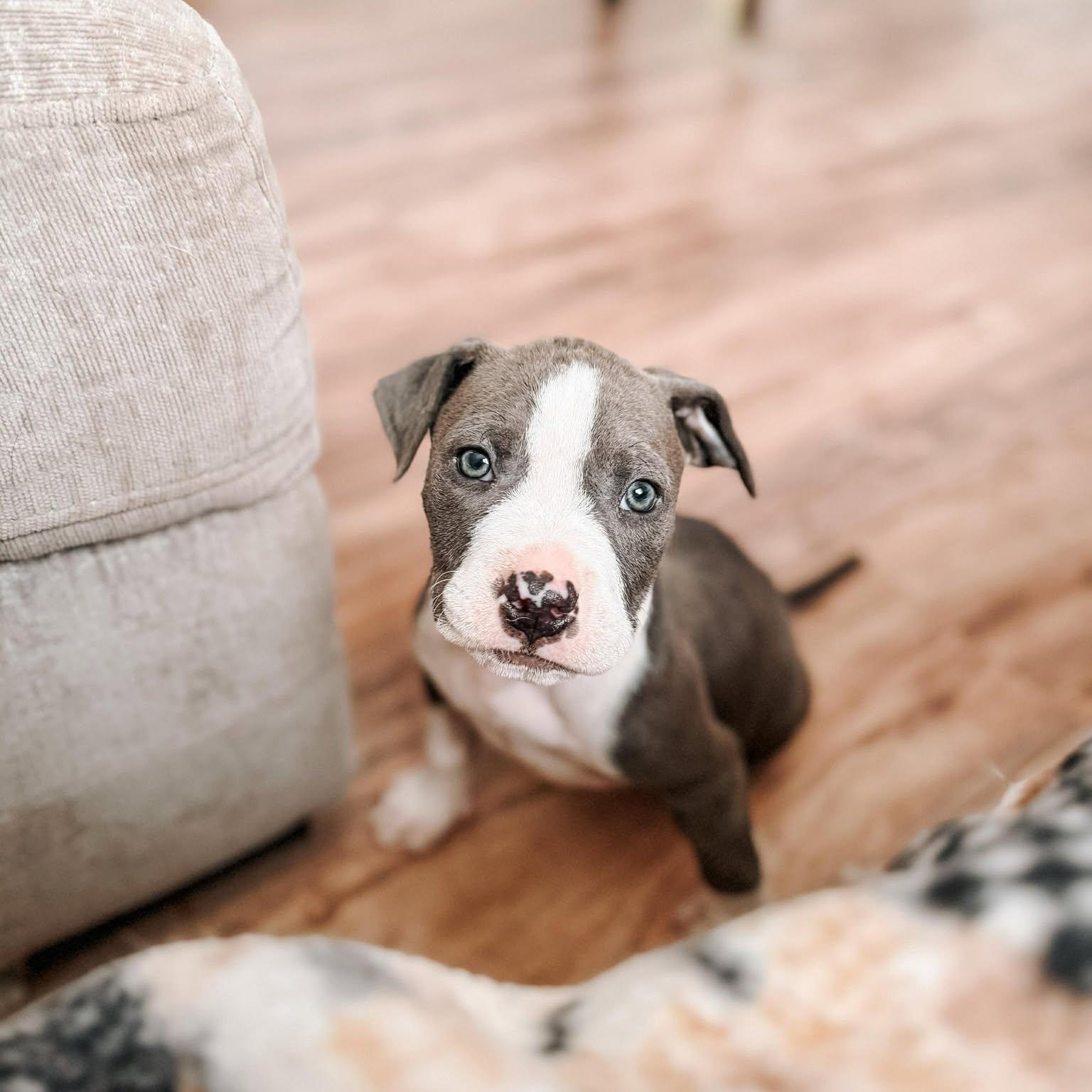 Enlarge Scotty, a ADOPTABLE Pit Bull Terrier in Albuquerque, NM image 1/6