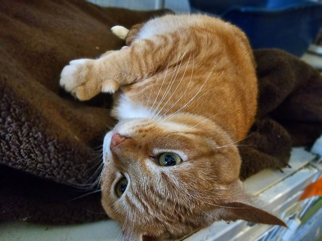 Pele, Adopted, Adult Male American Shorthair.