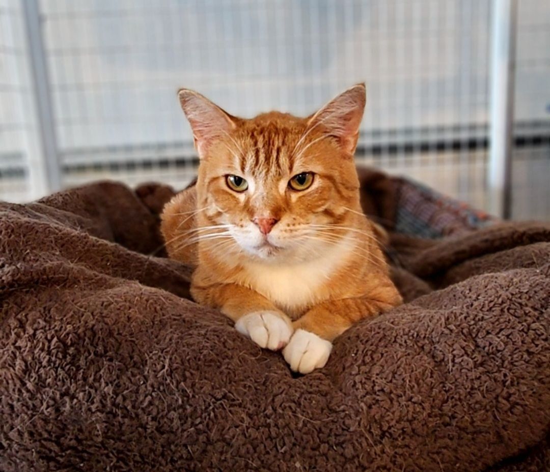 Pele, a Adopted mixed breed in Freeland, MI image 2/12