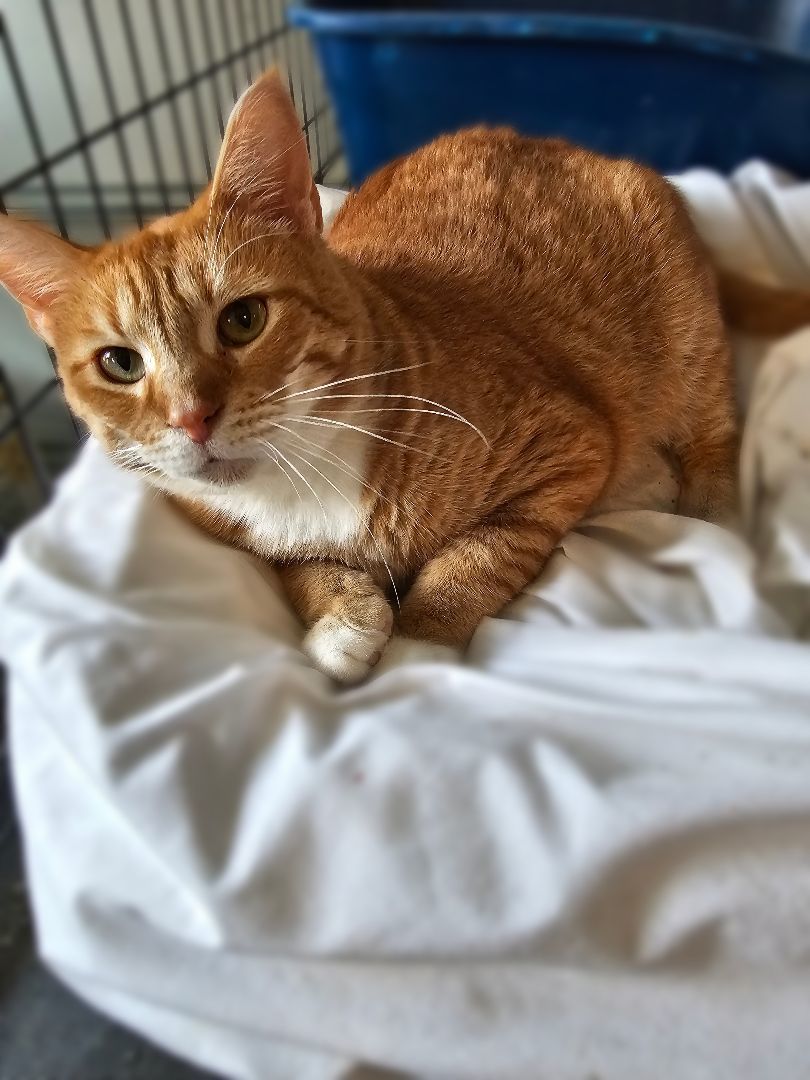 Pele, a Adopted mixed breed in Freeland, MI image 3/12