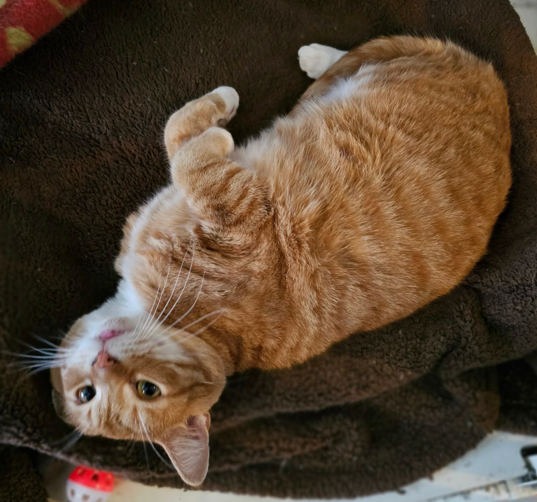 Pele, a Adopted mixed breed in Freeland, MI image 4/12