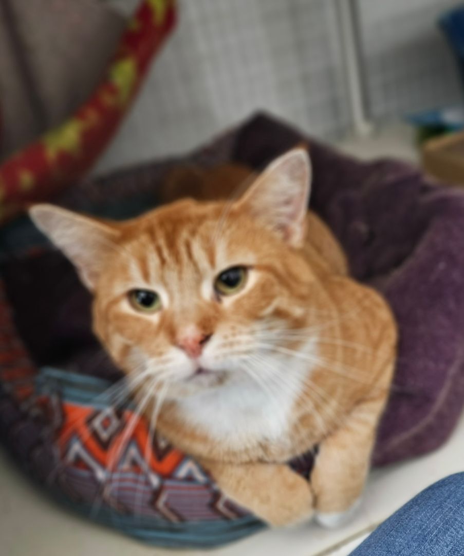 Pele, a Adopted mixed breed in Freeland, MI image 5/12