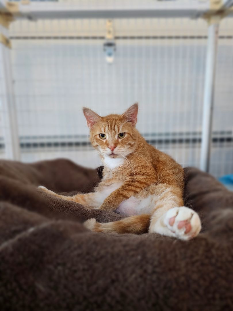 Pele, a Adopted mixed breed in Freeland, MI image 6/12