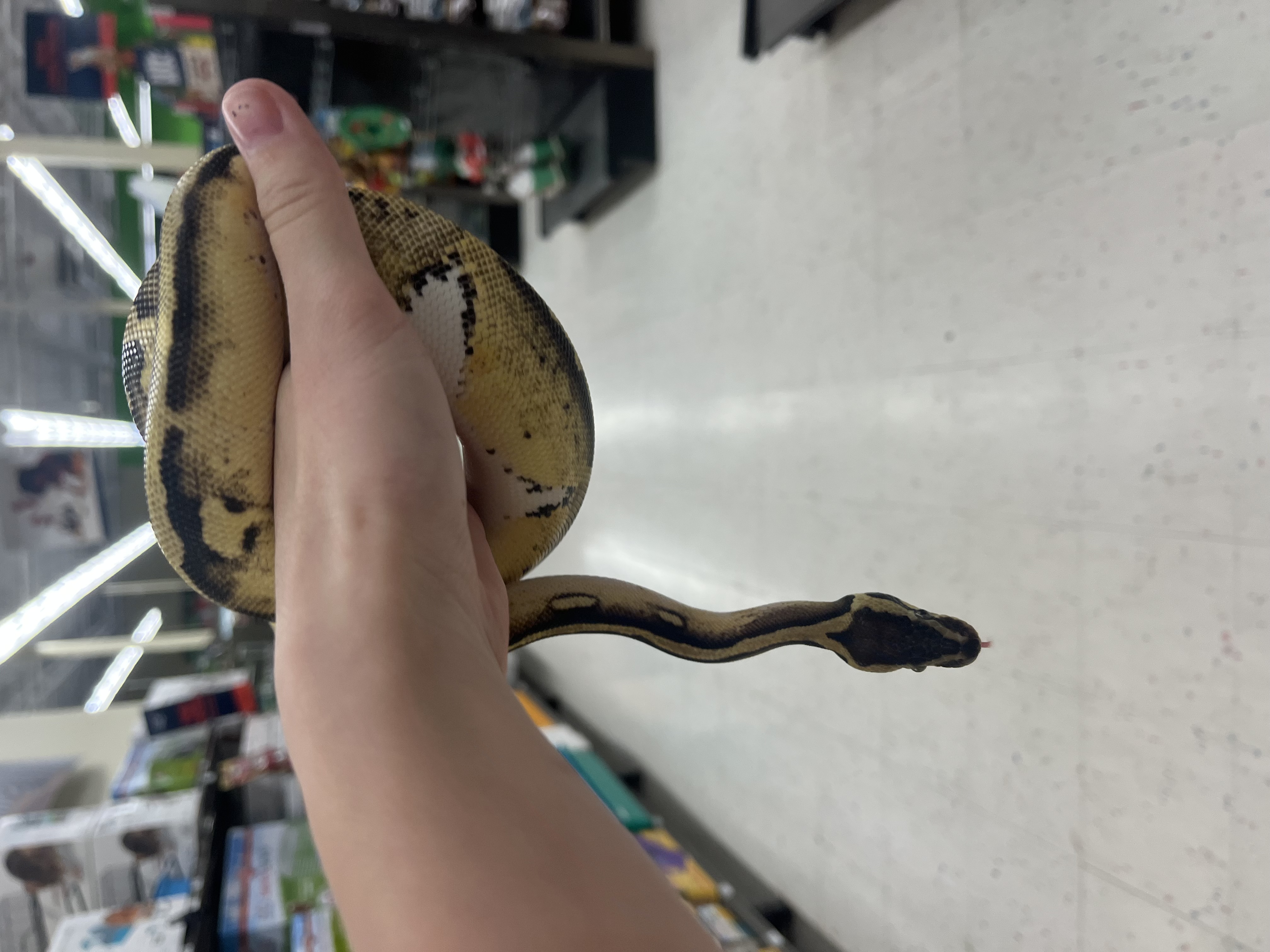 Enlarge Aphrodite - Long Island, a Adoptable Ball Python in Hampton Bays, NY image 1/2