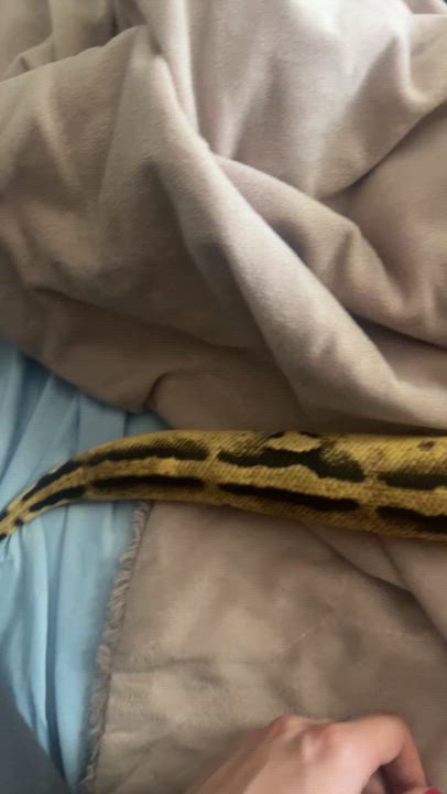Enlarge Aphrodite - Long Island, a Adoptable Ball Python in Hampton Bays, NY video 2/2