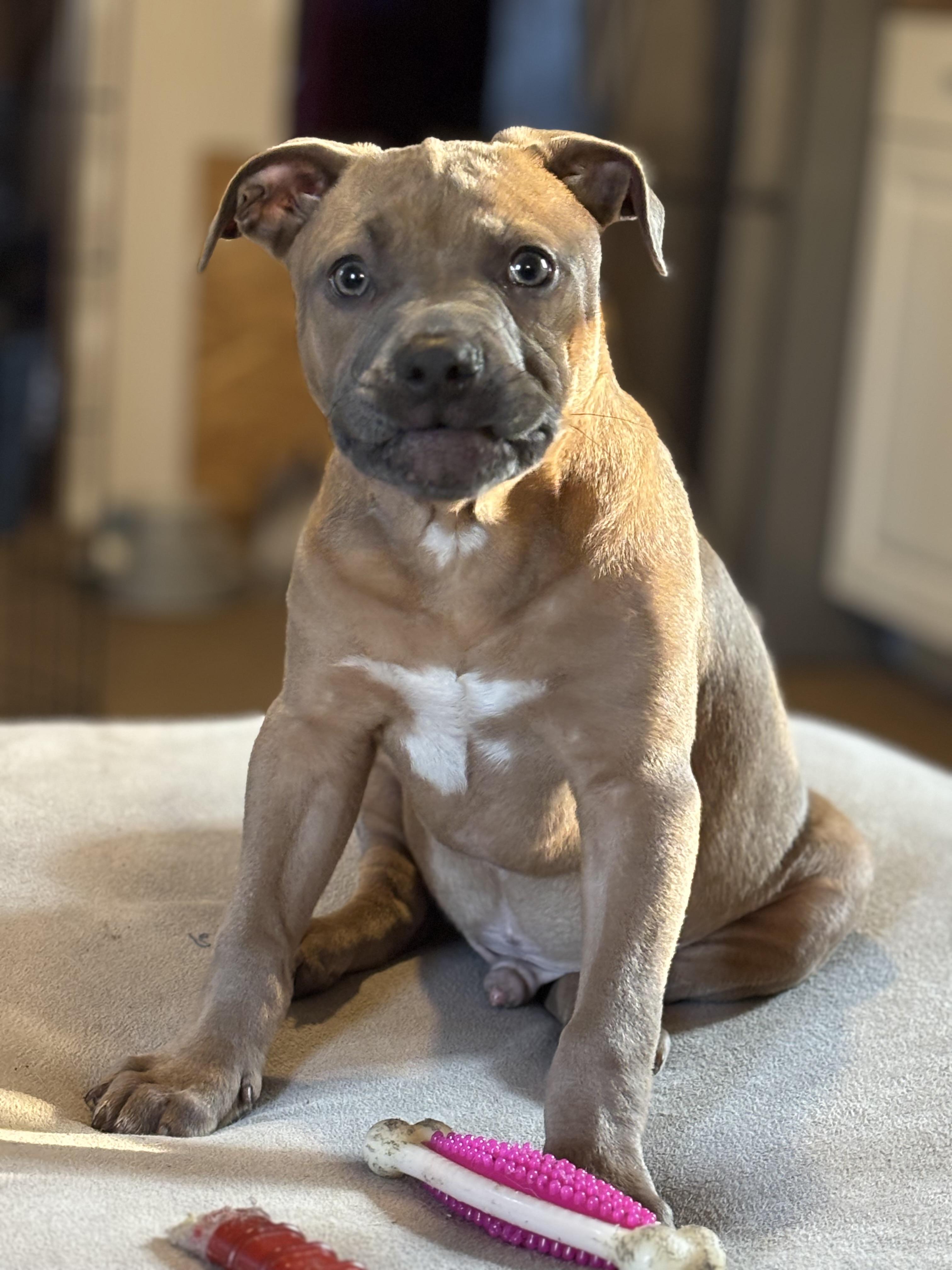 Enlarge Solider , a ADOPTABLE American Bully in Hortense, GA image 1/3