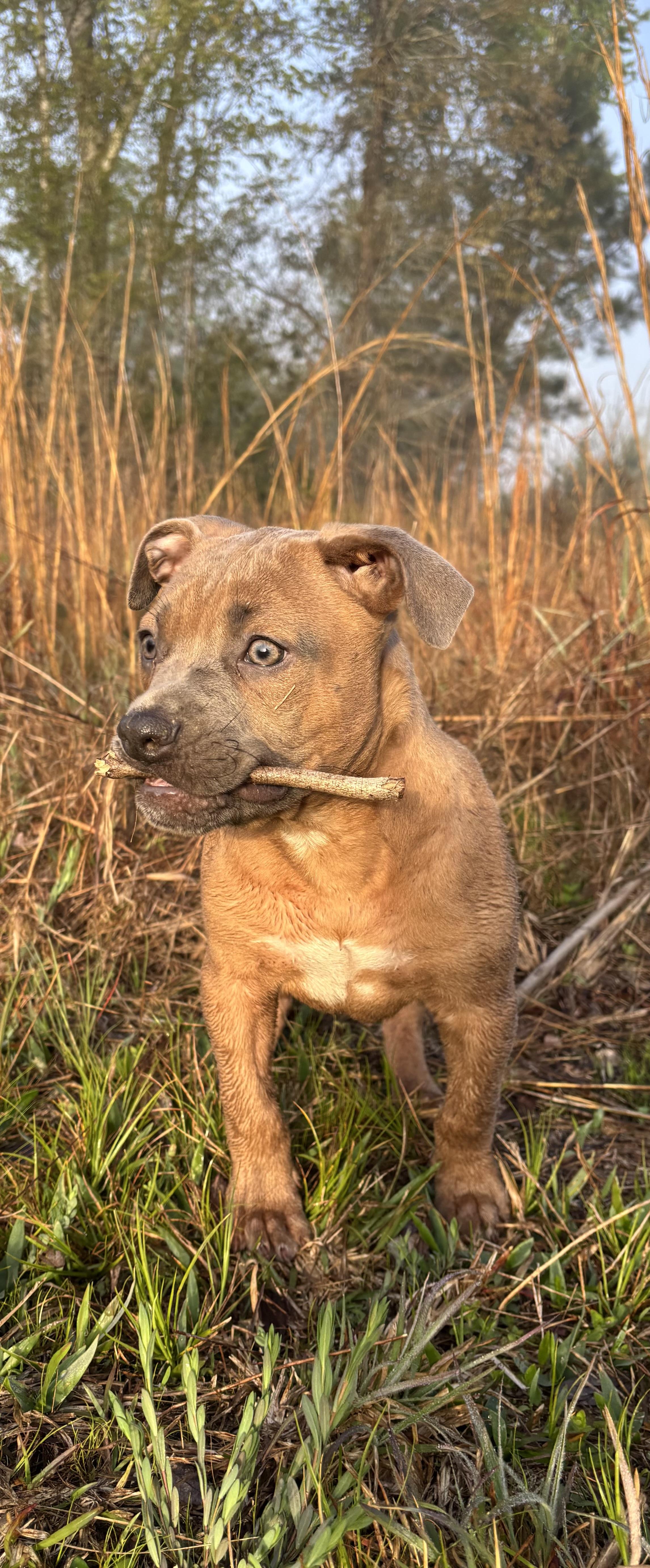 Enlarge Solider , a ADOPTABLE American Bully in Hortense, GA image 2/3
