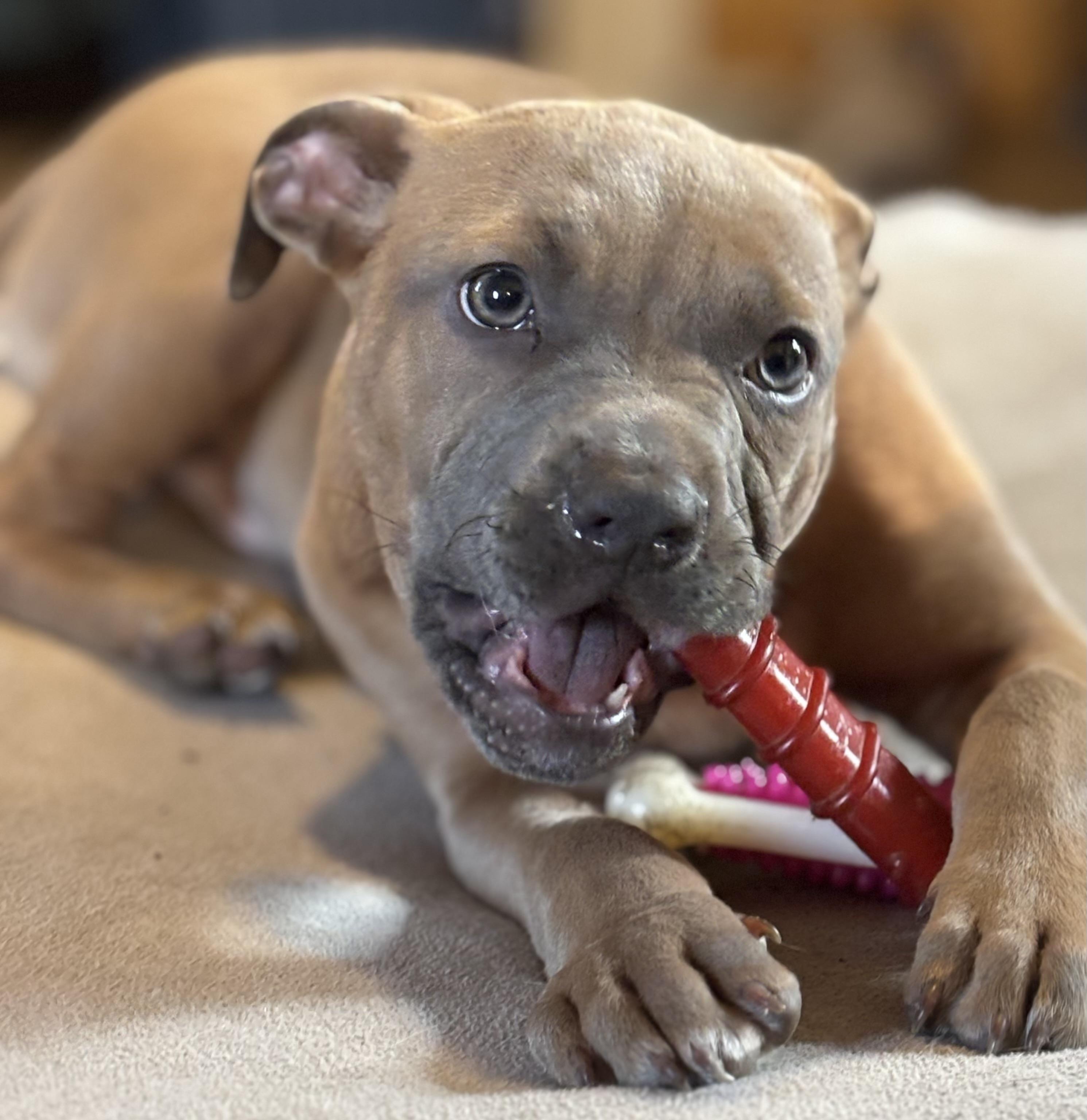 Enlarge Solider , a ADOPTABLE American Bully in Hortense, GA image 3/3