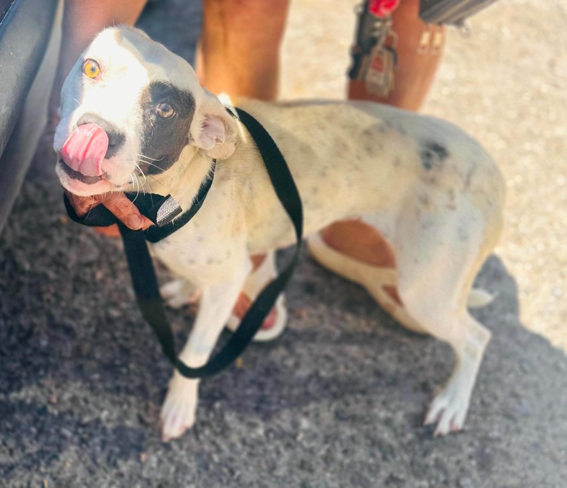 Enlarge Pixie, a ADOPTABLE mixed breed in Sandia Park, NM image 1/1