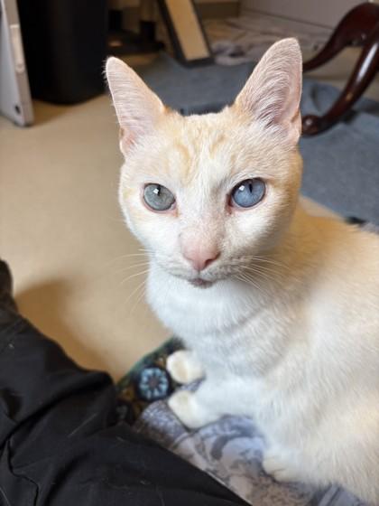 Moe, Adoptable, Senior Male Domestic Short Hair & Domestic Short Hair.