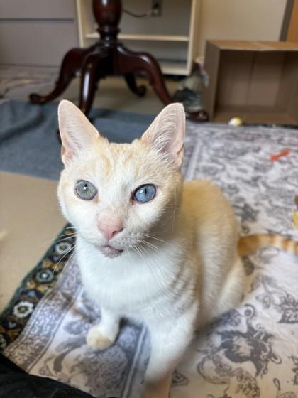 Enlarge Moe, a Adoptable mixed breed in Quakertown, PA image 2/3