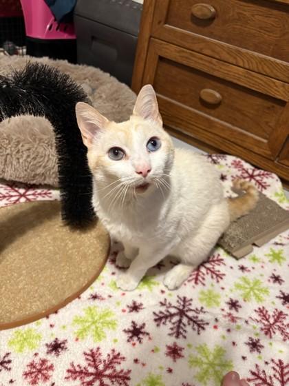 Enlarge Moe, a Adoptable mixed breed in Quakertown, PA image 3/3