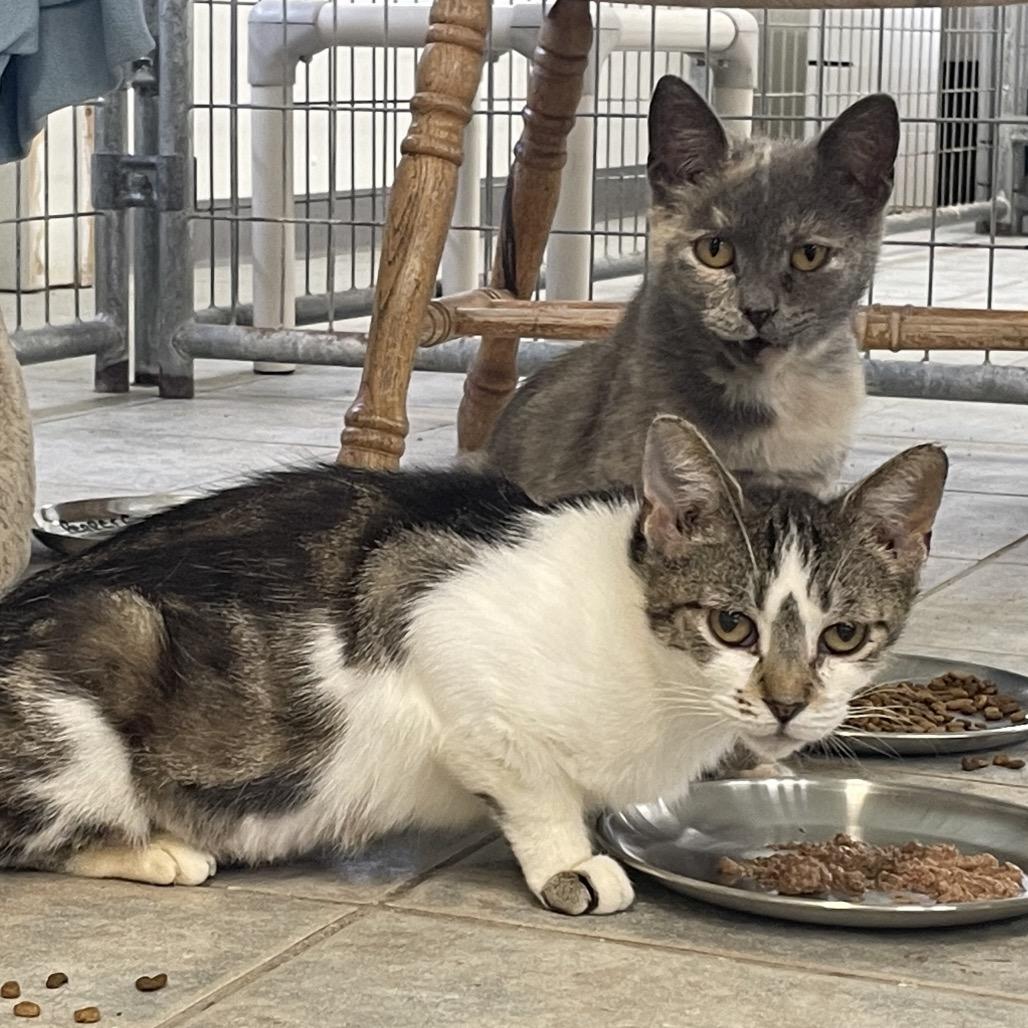 Patsy, a Adoptable Domestic Short Hair in East Smithfield , PA image 1/5