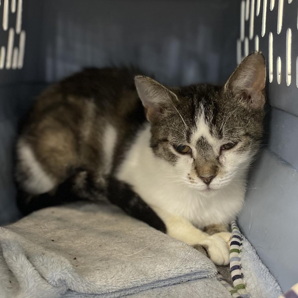 Patsy, a Adoptable Domestic Short Hair in East Smithfield , PA image 2/5