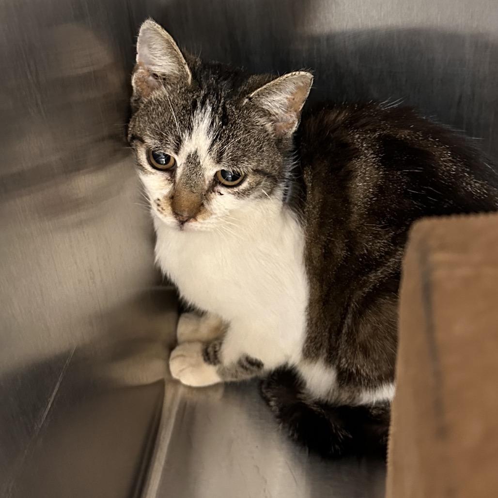 Patsy, a Adoptable Domestic Short Hair in East Smithfield , PA image 3/5