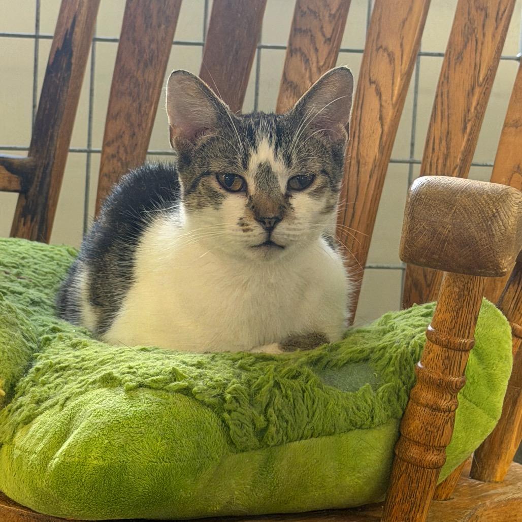 Patsy, a Adoptable Domestic Short Hair in East Smithfield , PA image 4/5