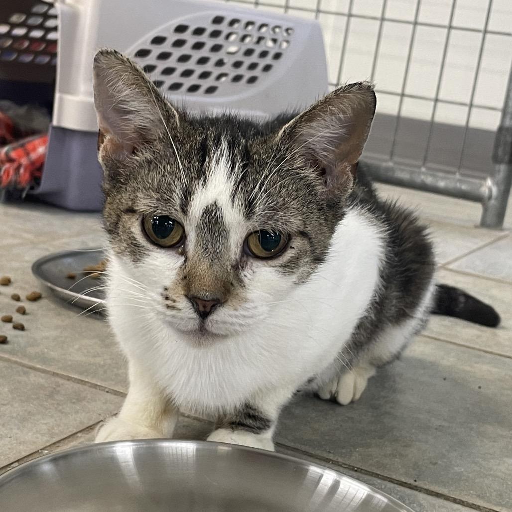 Patsy, a Adoptable Domestic Short Hair in East Smithfield , PA image 5/5