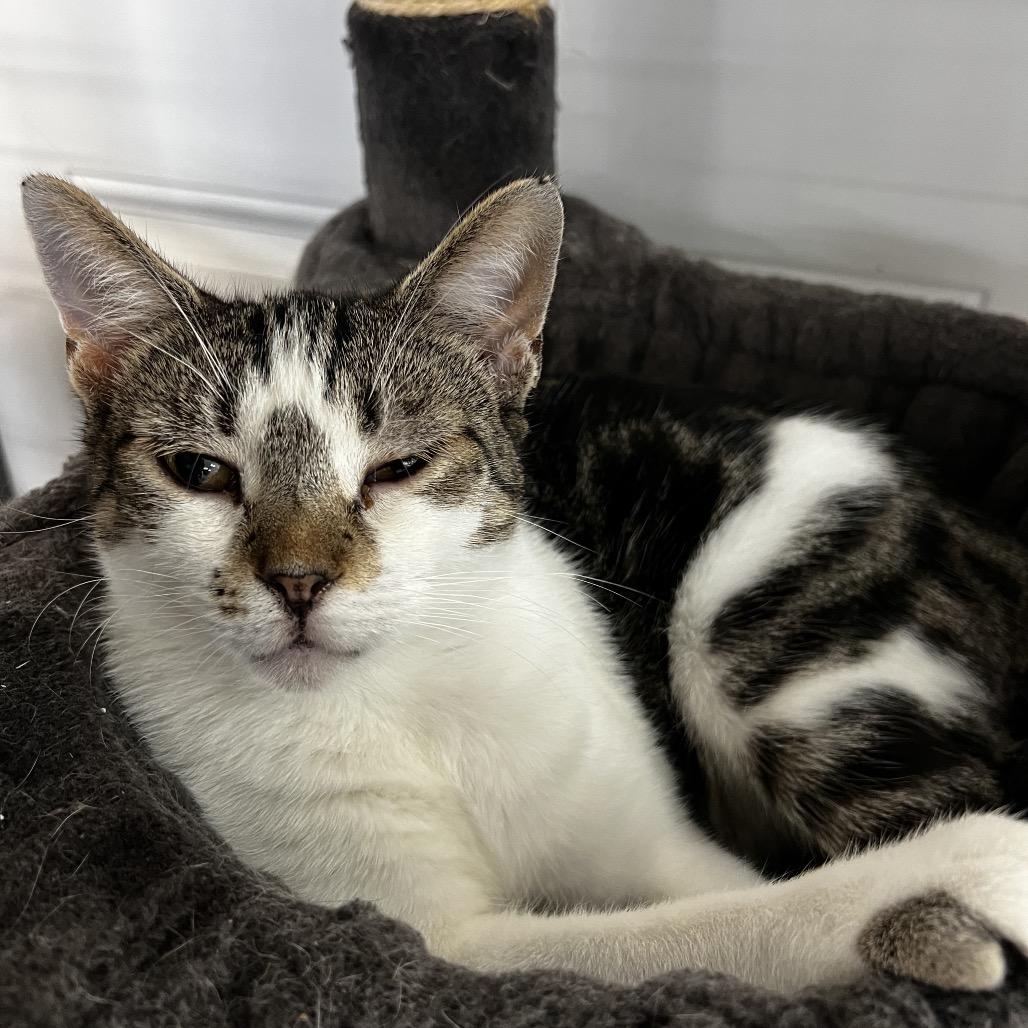 Patsy (Ithaca Petsmart), a Adoptable Domestic Short Hair in East Smithfield , PA image 6/6